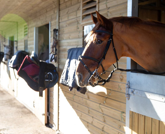 Horse in a stable