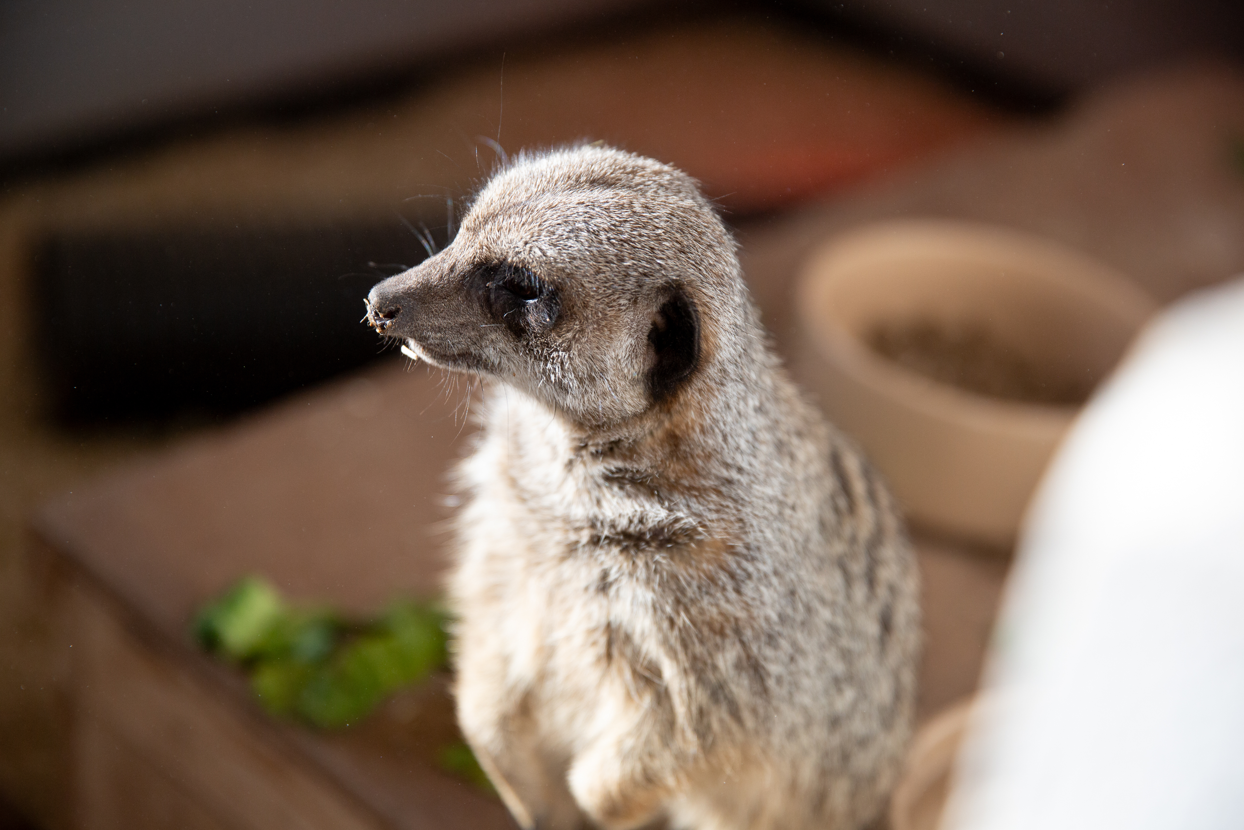 Meerkat